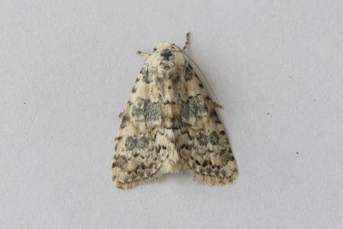 Bryophila domestica